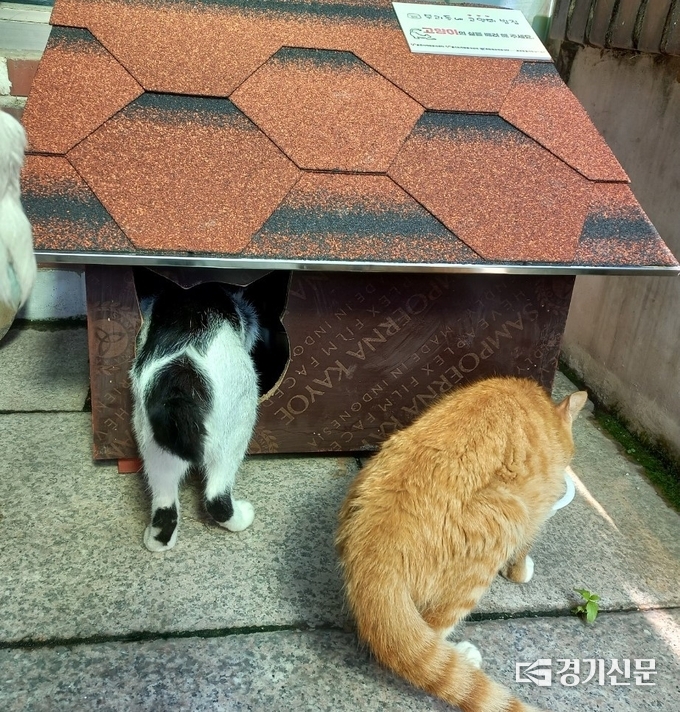 고양이 급식소에 손님들이 찾아왔다. (사진=포천시종합자원봉사센터 제공)