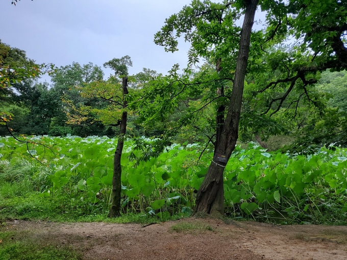 연꽃이 자라고 있는 연못 (사진=천용남기자)