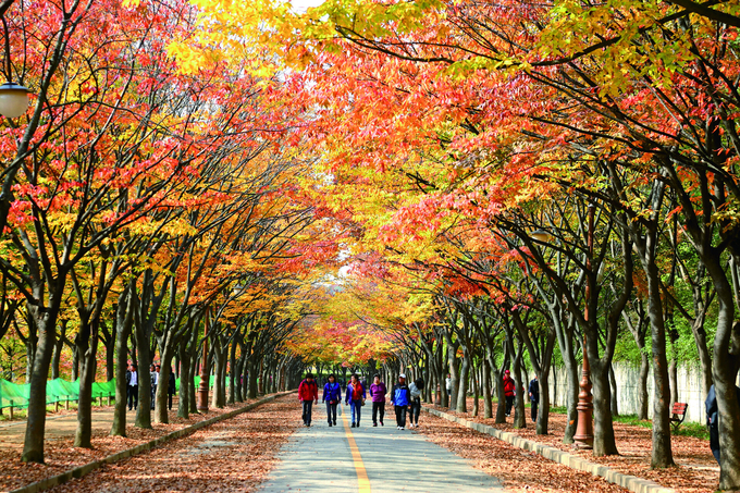 인천시 남동구 인천대공원의 단풍터널. ( 사진 = 인천관광공사 제공 )
