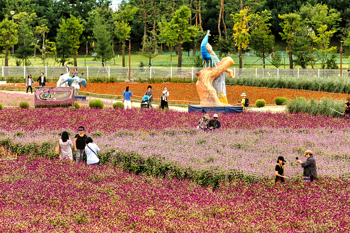 '양주 천만송이 천일홍 축제'. (사진=경기관광공사 제공)