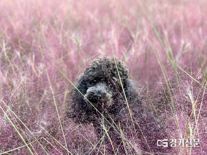 2021 허브아일랜드 사진공모전 입상작. (사진=허브아일랜드 제공)