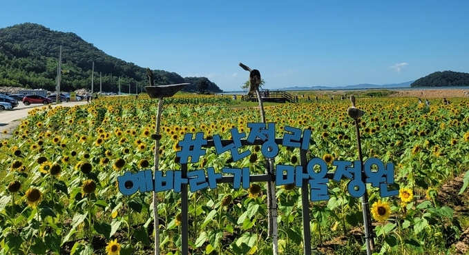 난정마을 해바라기 축제 현장 사진. (사진=한국농어촌공사 강화옹진지사 제공)