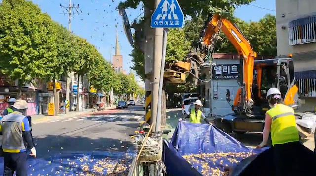 굴삭기를 이용해 은행 열매를 제거하고 있다. ( 사진 = 부평구 제공 )
