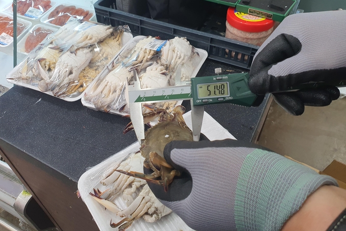 인천시 특사경 관계자가 꽃게의 체장(두흉갑장) 크기를 측정하고 있다. ( 사진 = 인천시 제공 )