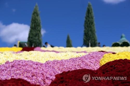  '임실N치즈축제'가 열리고 있는 8일 오전, 전북 임실군 임실치즈테마파크에서 관광객들이 국화꽃을 구경하고 있다. (사진=연합뉴스)