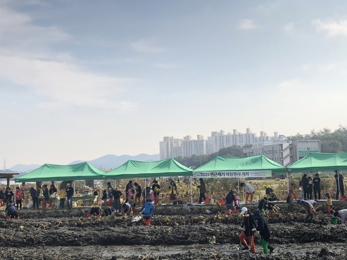 시흥시, "2022년 연근 캐기 체험행사" 오는 15일 개최한다.(사진=시흥시 제공)