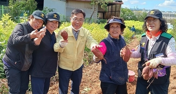 파주시 실버경찰대원들이 고구마를 수확하고 있다(사진=실버경찰대 제공)