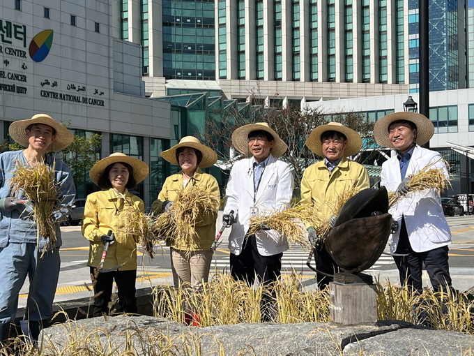 고양특례시(시장 이동환)는 추수철을 맞아 국립암센터 친환경 생태논에서 가와지 벼 베기 행사를 실시했다.(사진=고양시 제공)
