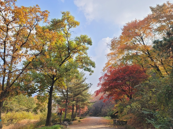 단풍에 물든 서울대 관악수목원.(사진=안양시 제공)