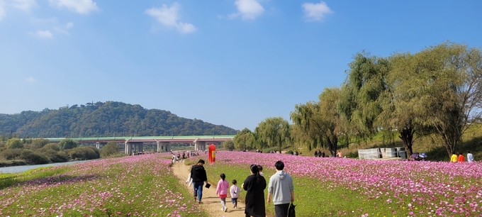 고양특례시는 지난 22, 23일 강매석교공원에서 강매동 주민·하천 네트워크와 함께 ‘2022 창릉천 코스모스 축제’를 개최했다.(사진=고양시 제공)