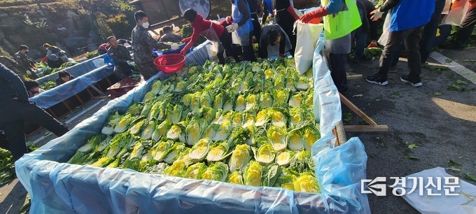 손질한 배추를 수조에 재어두고 소그을 뿌리고 있다. 수조가 거의 차 가고 있다. (사진=문석완 기자)