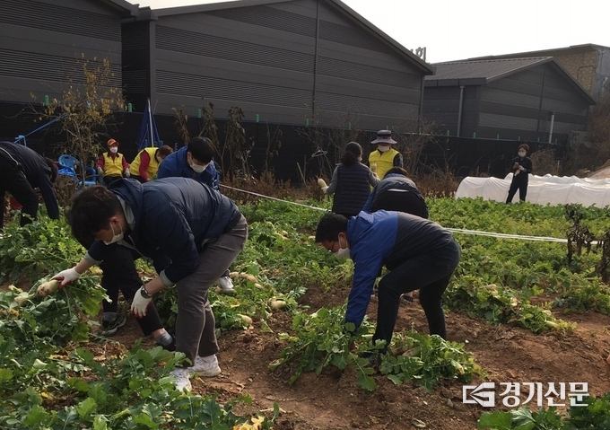 구리시는 지난 9일과 10일, 시가 운영하는 ‘청춘농장’에서 직접 수확한 농작물(무 500개, 배추 50포기)을 관내 무료급식 경로식당 등에 무상으로 지원했다.(사진=구리시 제공)