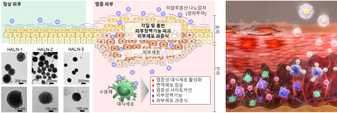 염증 피부에 히알루론산 나노입자 경피투여 시 변화 모습 (사진=아주대학교 제공)