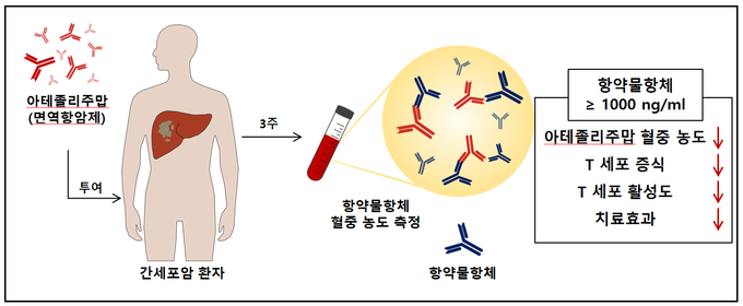 항약물항체의 혈중 농도 측정을 통한 치료 효과 예측 기전. (사진=분당 차병원 제공)
