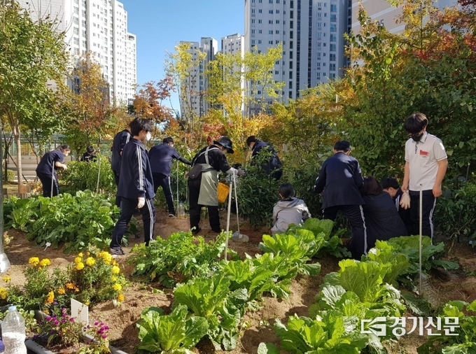 지난해 남양주시가 중학생을 대상으로 실시한 '학교 치유 텃밭 프로그램'에 참여한 학생들이 텃밭 체험을 하고 있다.(사진=남양주시 제공)