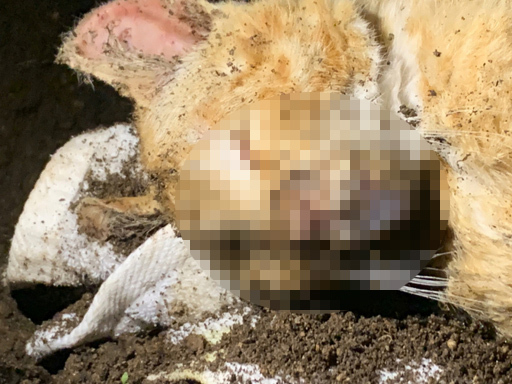  파주시의 아파트 단지에서 길고양이 사체가 연달아 발견됐다. (사진=동물자유연대 제공)