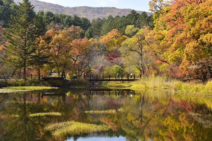 광릉숲 (사진=경기도 제공)