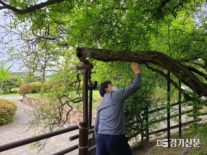 나무 의사가 성남지역 내 수목 상태 진단 중이다. (사진=성남시 제공)