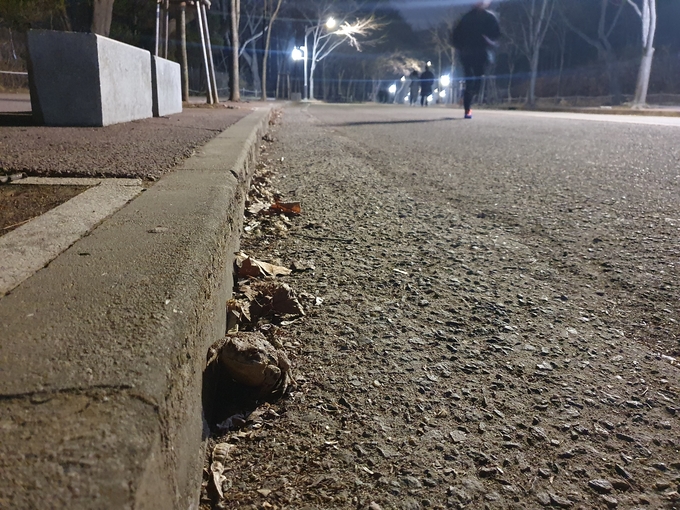 지난 7일 인천대공원에서 조깅하는 사람들 옆으로 나타난 두꺼비가 보도 경계석을 넘지 못하고 있다. ( 사진 = 독자 제공 ) 