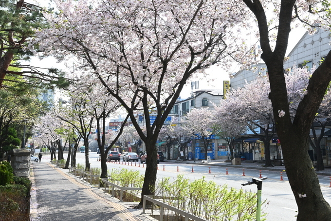 일상 속에서 즐길 수 있는 매탄로 벚꽃.