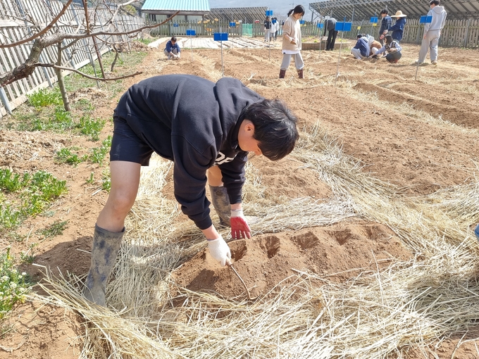 30일 오후 산마을고등학교 3학년 학생들이 개인 텃밭에 감자를 심었다. ( 사진 = 김민지 기자 )