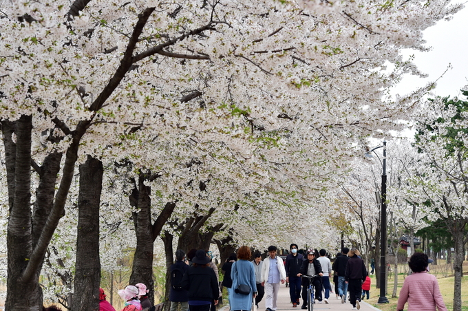 벚꽃이 만개한 만석공원 둘레길. (사진=수원시 제공)