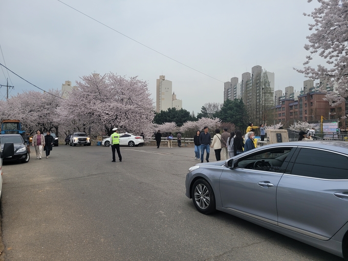 김포경찰서기 축제 행사를 앞두고 빠르게 개화된 벚꽃을 구경하러 나온 시민들 안전괸리에 나서고 있다.(사진=김포경찰서 제공 )