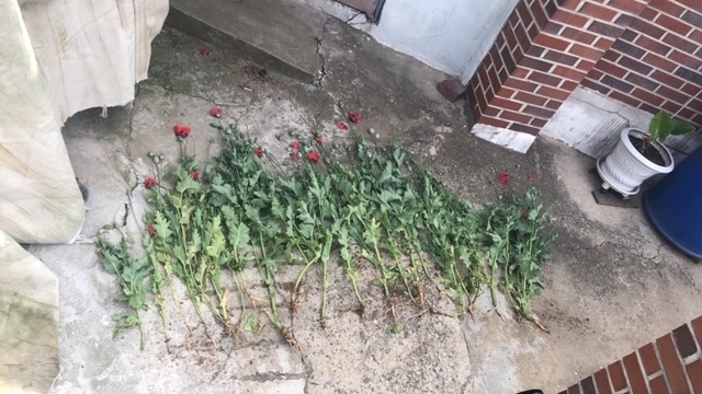 재배가 적발된 양귀비꽃. ( 사진 = 인천해경서 제공 )