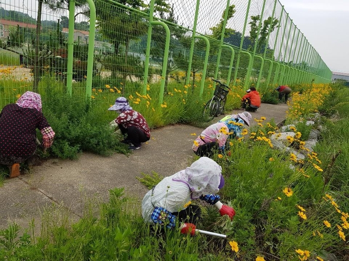 옹진군은 단풍잎돼지풀, 가시박 등 생태계교란 식물 퇴치사업을 추진한다. ( 사진 = 옹진군 제공 )