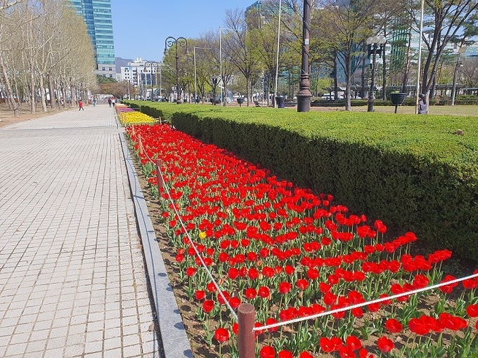 안양 평촌중앙공원에 만개한 튤립.(사진=안양시 제공)