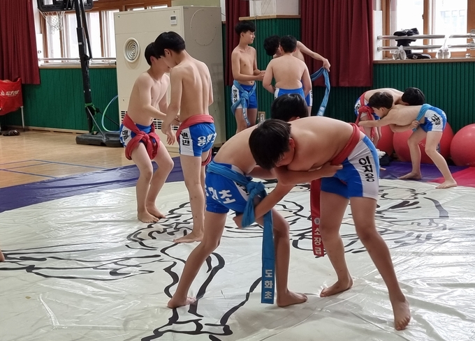 용현초 씨름동아리 학생들이 훈련에 매진하고 있다. ( 사진 = 김민지 기자 )