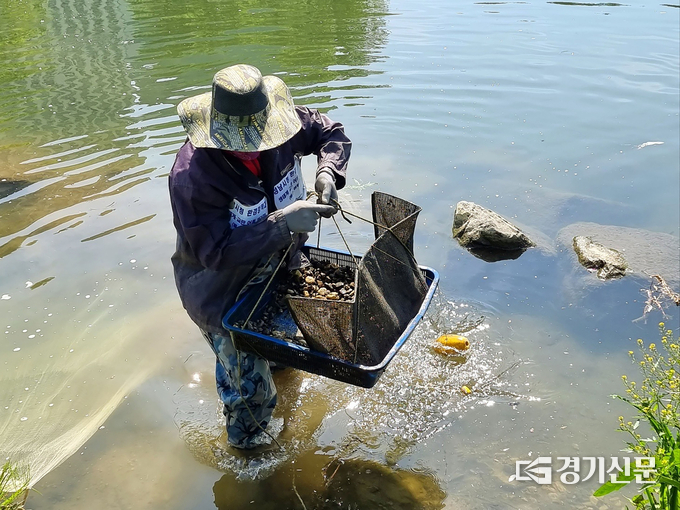 배스 알 제거를 위해 성남 탄천 인공산란장을 수거 중이다. (사진=성남시청 제공)