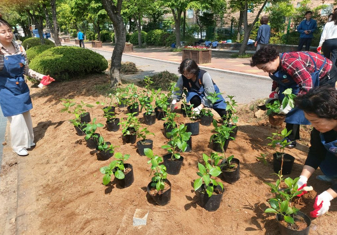 10일 수원 조원초 내 녹지대에서 수원시, 수원시도시숲연합회 관계자들이 묘목을 심고 있다. (사진=수원시 제공)