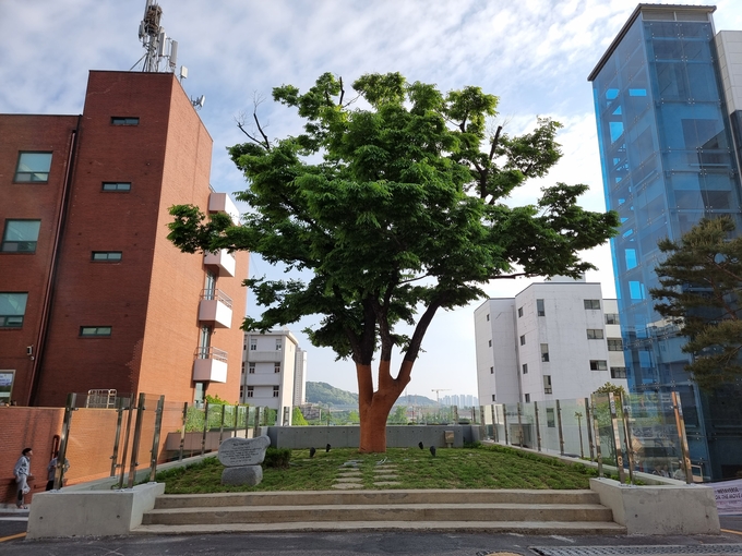 인하공업전문대학교에 심긴 학교설립기념식수. ( 사진 = 김민지 기자 )