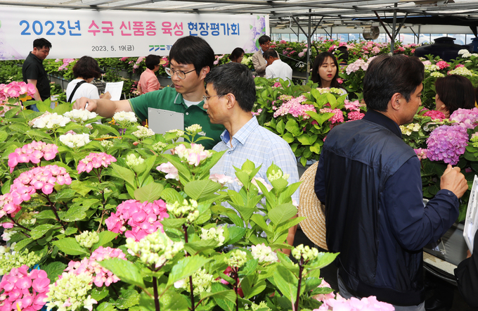 경기도농업기술원 수국 품평회. (사진=경기도농업기술원 제공)