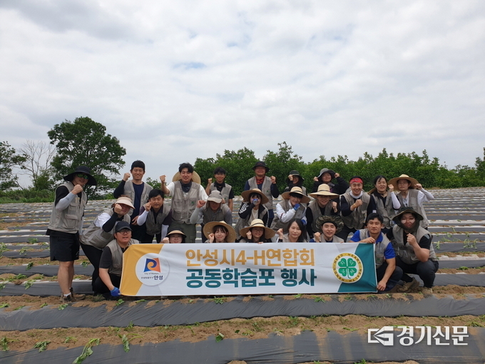 4-H회원 공동학습포 작업 현장(사진=안성시 제공)