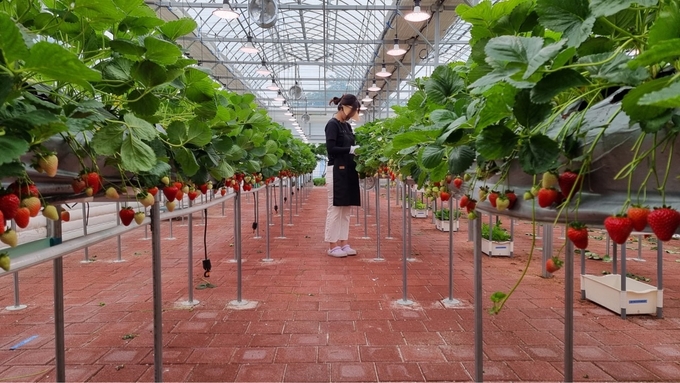 딸기 실증 시험포 딸기 재배 작업 (사진=남양주시 제공)