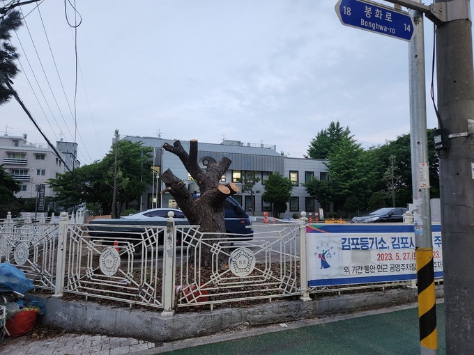 김포시 법원이 주차면적 확보를 위해 40여년 된 니무를 잘라냈다. (사진=천용남 기자)