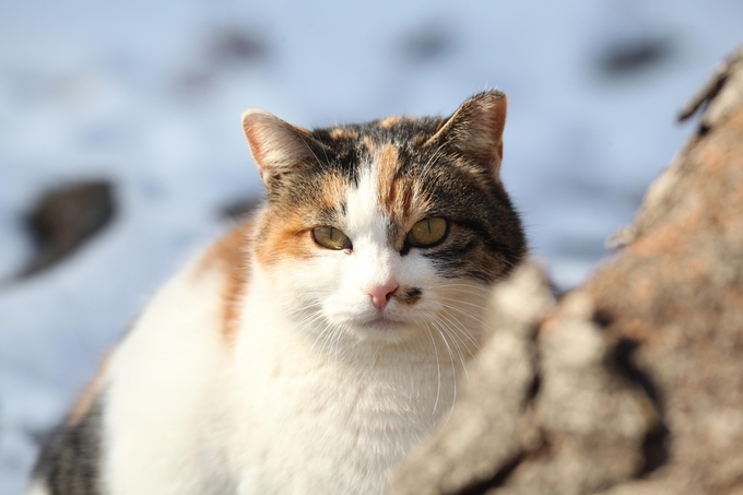 고양이. ( 사진 = 연합뉴스 제공 )