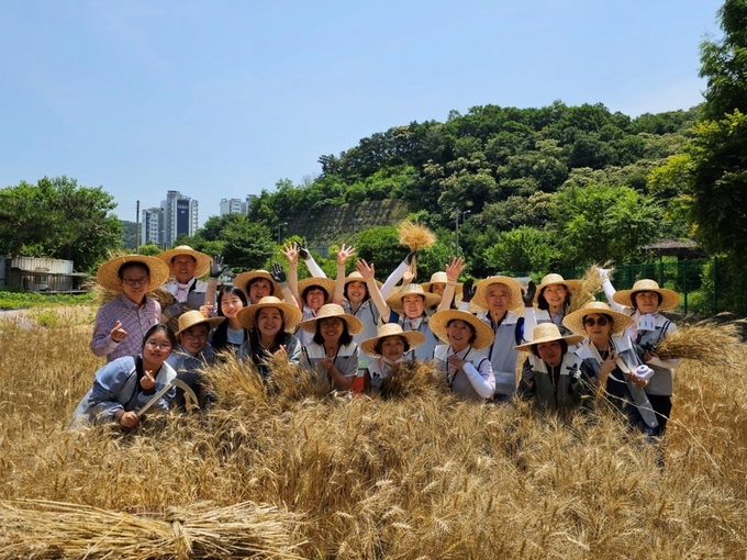 남양주시는 지난 17일 화도읍 창현리에 위치한 공영도시농업농장 2호 예정 부지인 창현 텃밭에서 도시농업 홍보를 위한 ‘우리밀 수확 체험’을 실시했다.<br>
(사진=남양주시 제공)