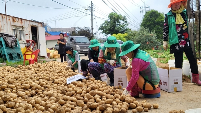 파주시 탄현면 새마을회 남·녀지도자가 축현2리 소재 감자밭에서 감자를 수확하고 있다. (사진=파주시 탄현면 새마을회 제공)