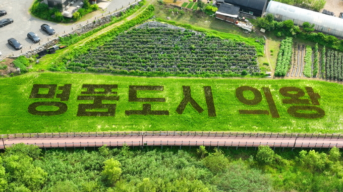 의왕시 초평동과 학의동 일대에 조성된 벼아트. (사진=의왕시 제공)