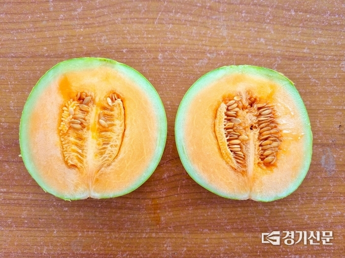 경기도에서 최초로 양주시에서 재배되는 애플 멜론이 본격적인 수확기를 맞이하고 있다. (사진=양주시 제공)