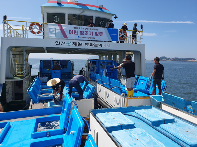 지난 2일 인천 옹진군 연평도 해역에서 인천시 수산자원연구소 관계자들이 어린 참조기를 방류하고 있다. ( 사진 = 인천시 제공 )