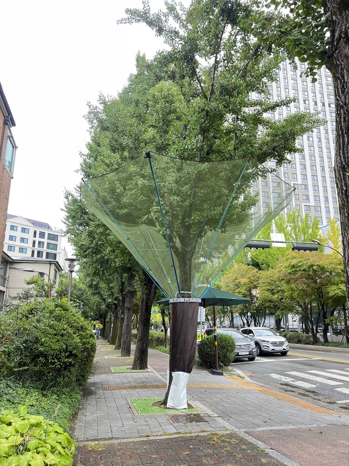 과천시가 관내 가로수에 그물망으로 된 수거 장치를 달았다. (사진=과천시 제공)