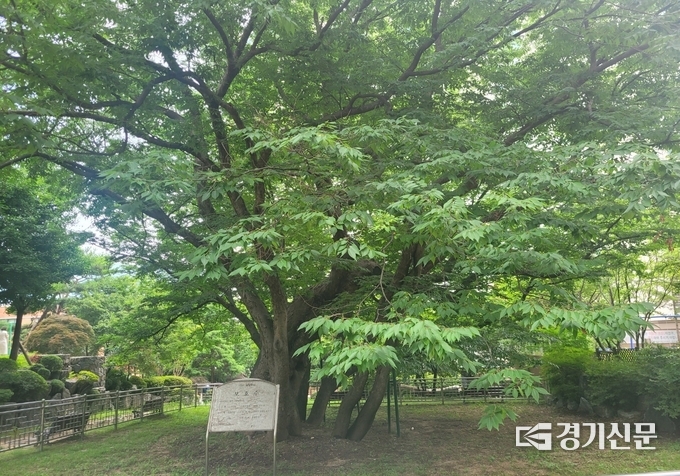 남양주시는 호평동 공원에 있는 보호수인 느티나무가 지역민의 사랑 속에 생육이 잘되도록 11월까지 정비한다. 이 보호수는 수령이 300년으로 1982년 10월 15일 보호수로 지정 됐다. (사진=남양주시 제공)