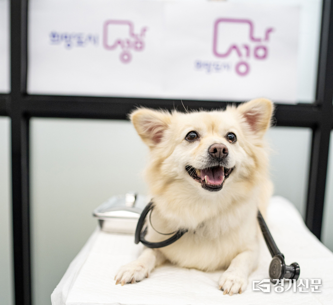 성남 시립동물병원이 보살피는 반려동물. (사진=성남시 제공)