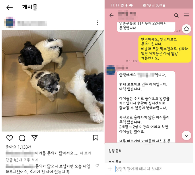 반려견 입양을 홍보하는 하남시의 한 사설 보호소 인스타그램 게시물과 이를 문의하는 예비 입양자의 카카오톡 대화 내용. (사진=독자 제공)