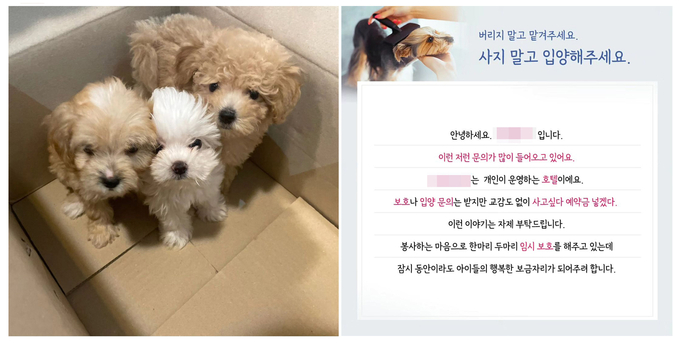 하남시의 한 사설 보호소가 인스타그램에 올린 반려견 입양 홍보 게시물과 입양을 장려하는 내용의 게시물. (사진=사설 보호소 SNS 갈무리)