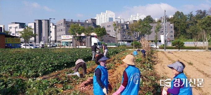 바르게살기운동 일죽면위원회가 사랑의 고구마 수확 행사 진행하고 있다. (사진=안성시 제공)